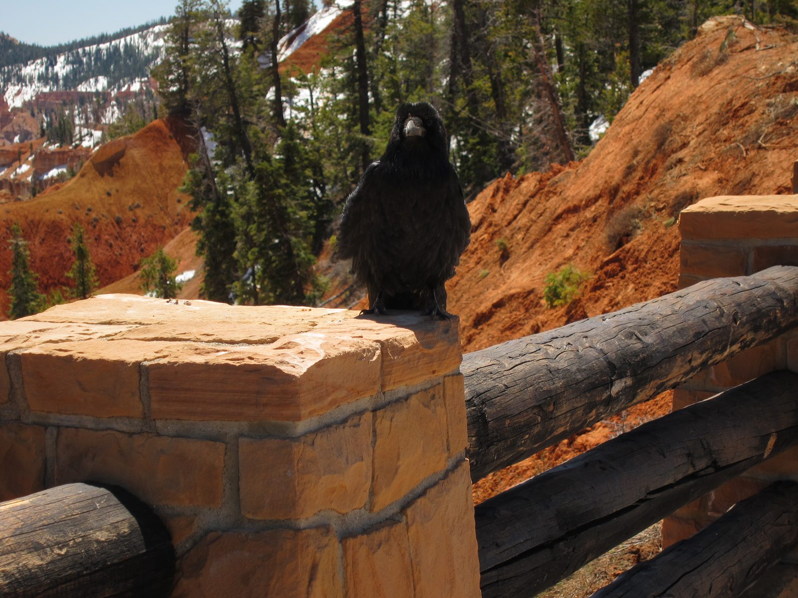 Now we have his attention.  These ravens were plentiful, and apparently only interested if you had food.